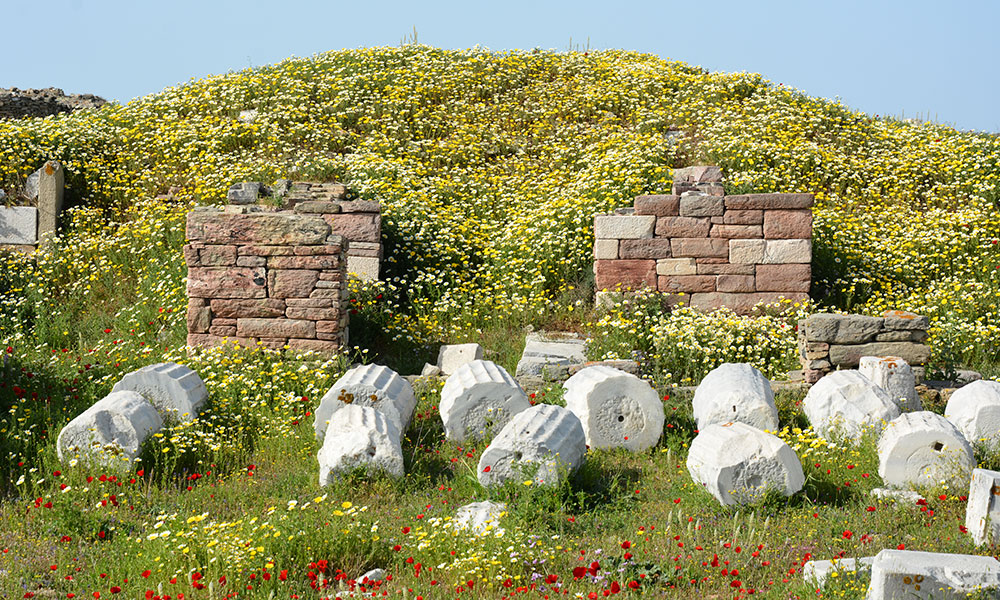 Flowers and ancient archaelogical remains at the island of Delos in Greece
